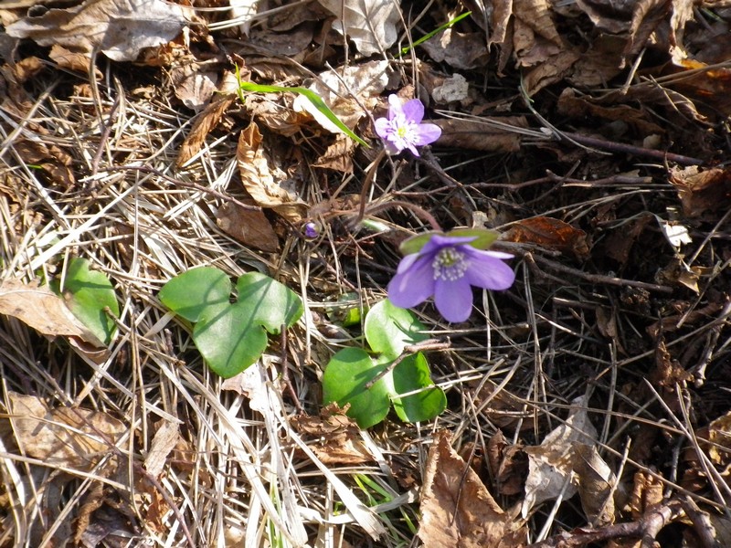 Hepatica nobilis - Erba trinita''